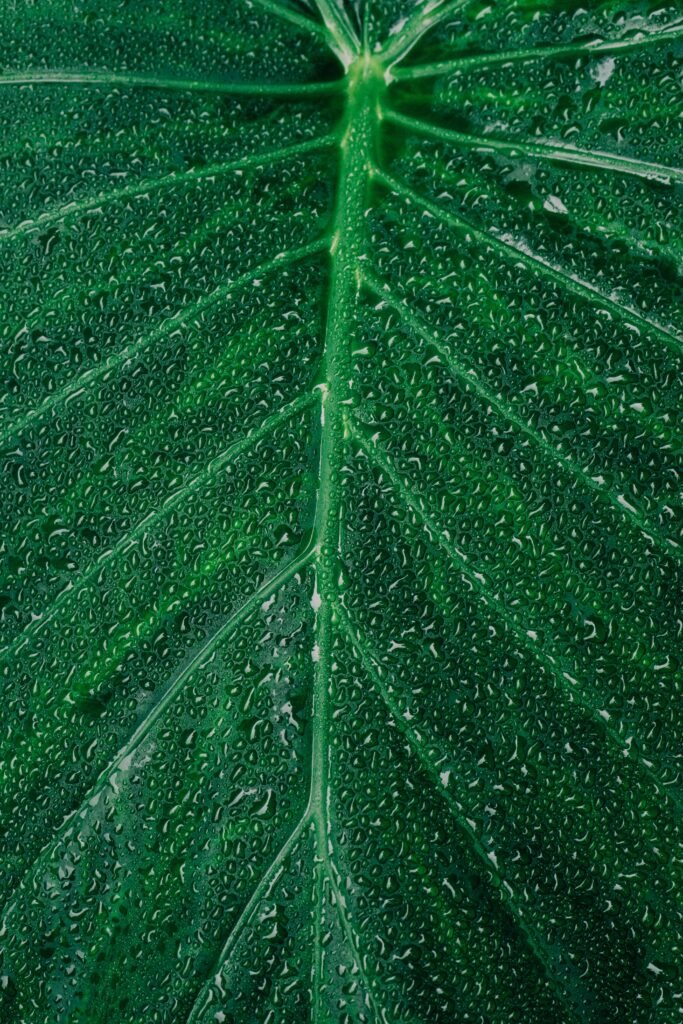 pexels-photo-1029596-1029596 A detailed macro shot showcasing vibrant green leaf covered in dewdrops.